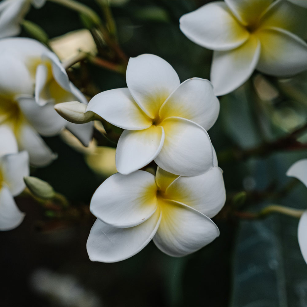 La Gomera & Teneriffa: Zwei Inseln, zwei Welten