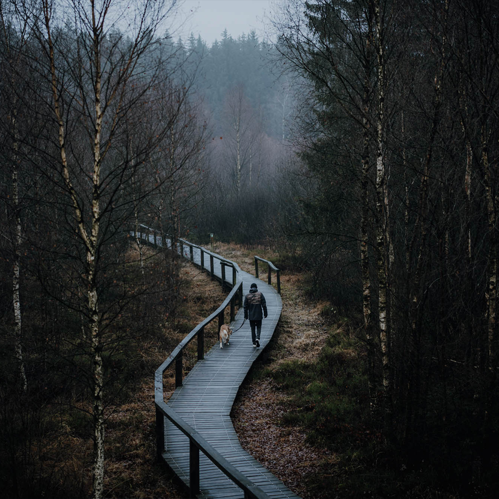 Ein Ausflug in die heimischen Wäldern