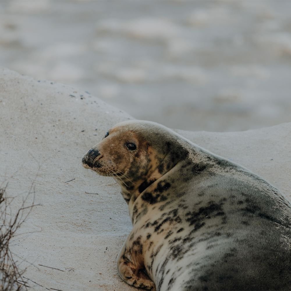 Besuch bei den Helgoländer Kegelrobben: ein kleiner Fotografie-Guide