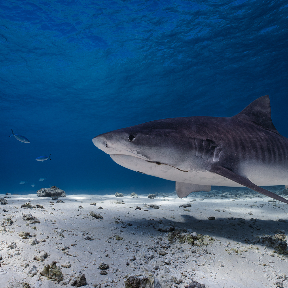 Abtauchen auf den Malediven: Haie und Rochen