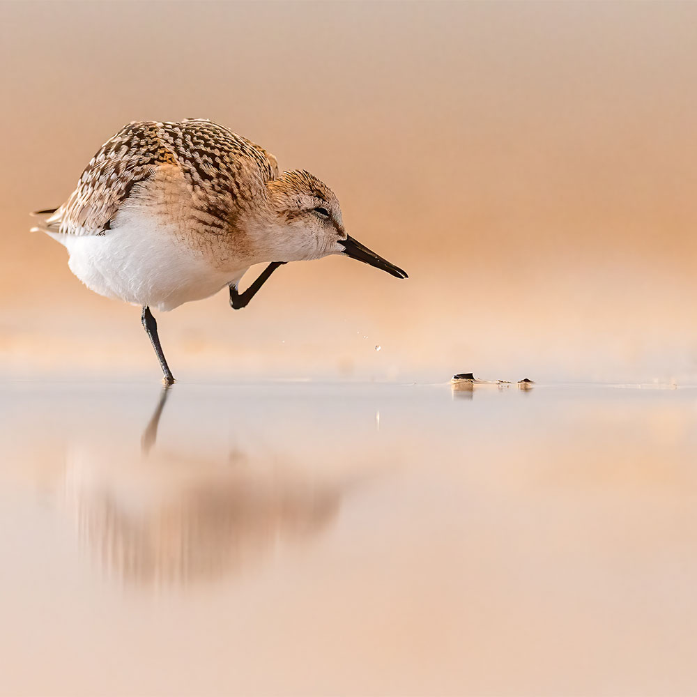 Wie fotografiere ich einen Sanderling?