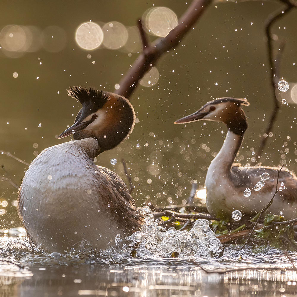 Ein Frühling bei den Haubentauchern