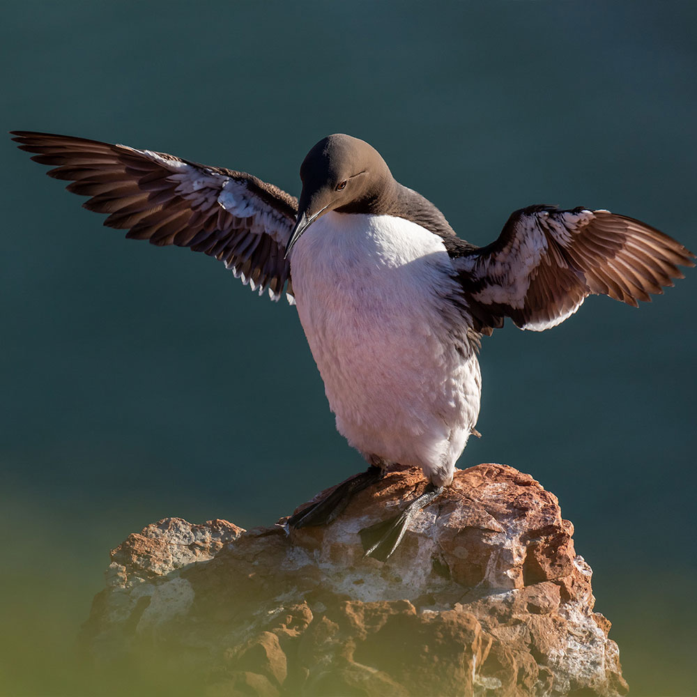 Naturfotografie auf Helgoland