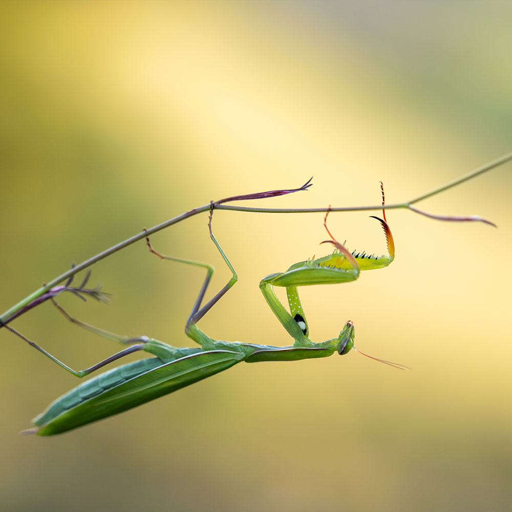 Allrounder für ambitionierte Naturfotografen