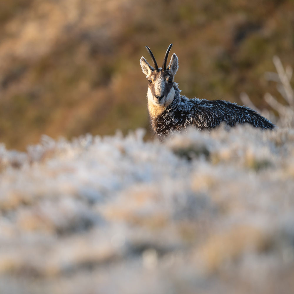 Tele-Festbrennweite ohne Kompromisse