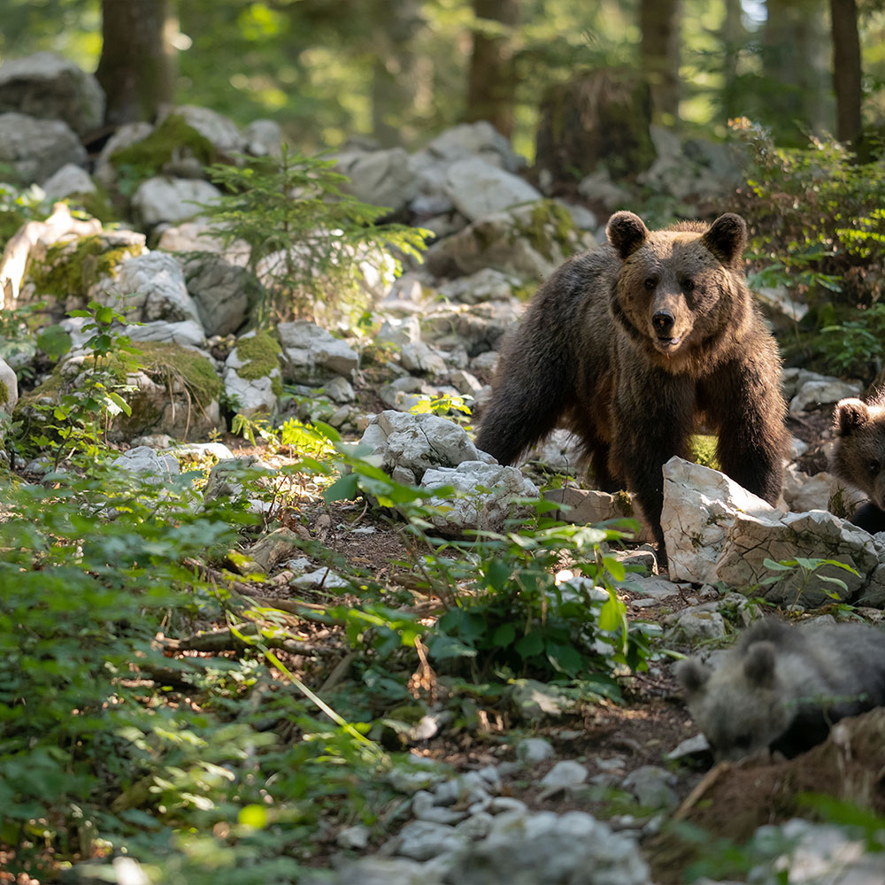 Von Bären und Blümchen