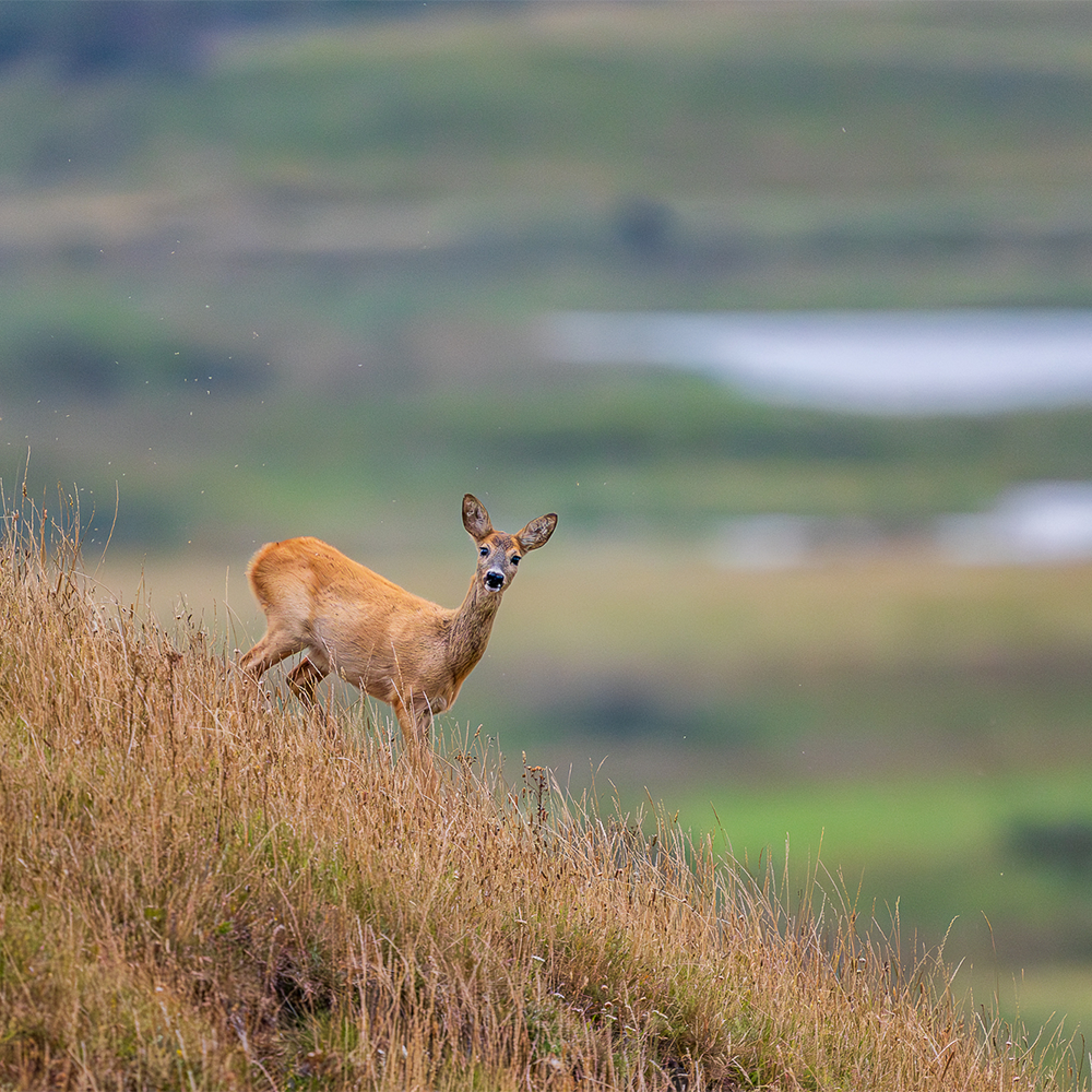Handling, Gewicht und Wildlife auf Augenhöhe