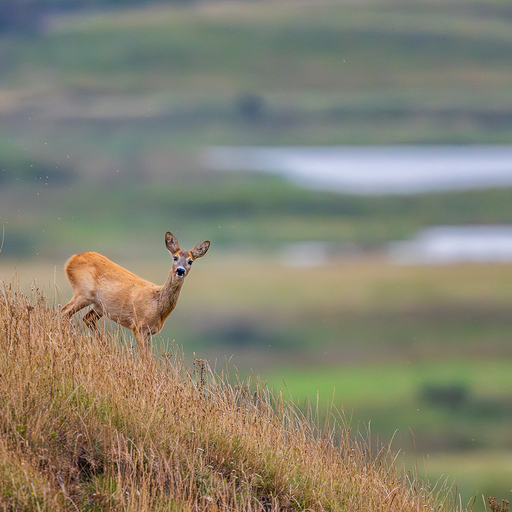 Handling, Gewicht und Wildlife auf Augenhöhe