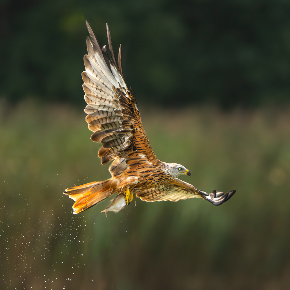 Autofokus, Action und 300–600mm in der Praxis