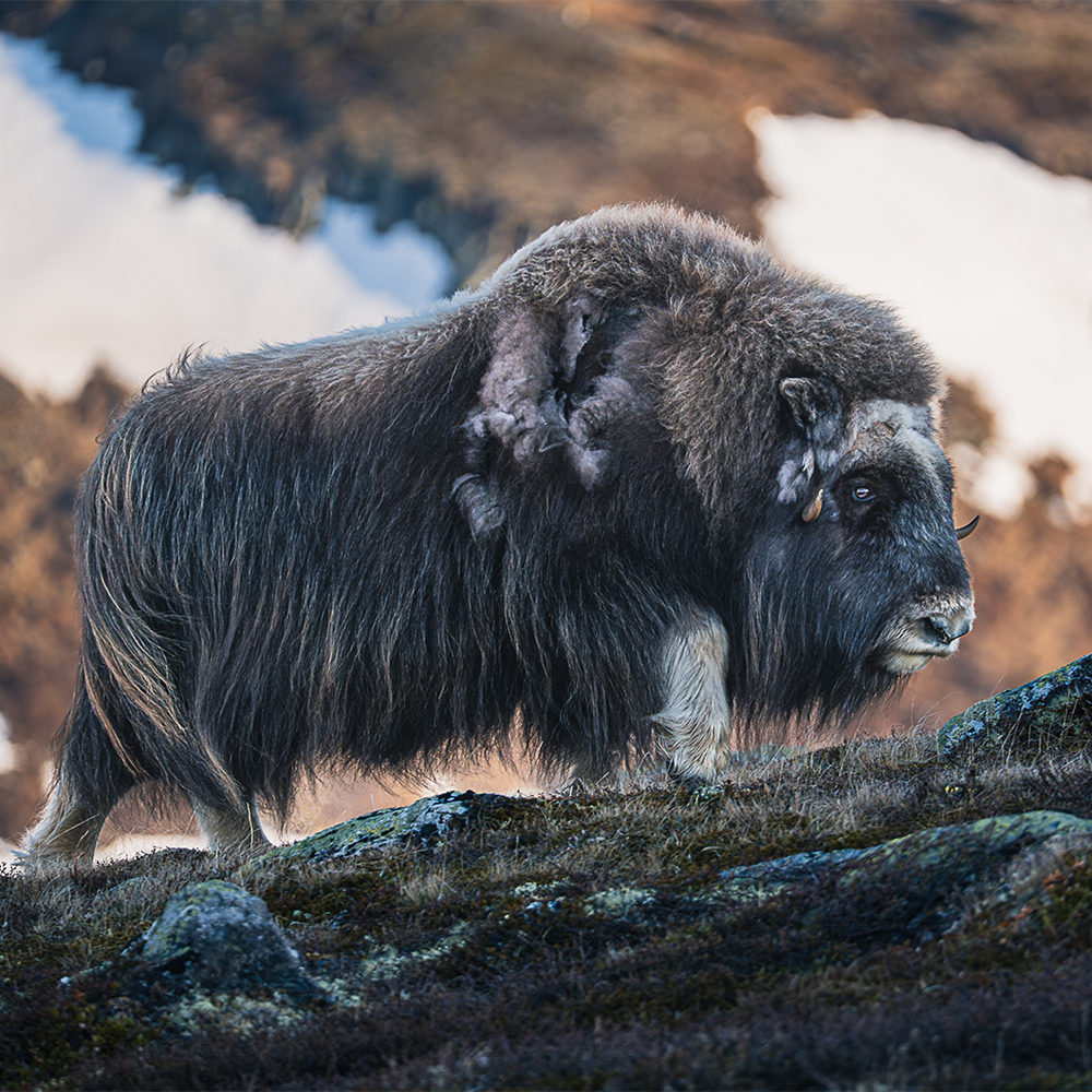 Auf den Spuren der Moschusochsen im Sommer