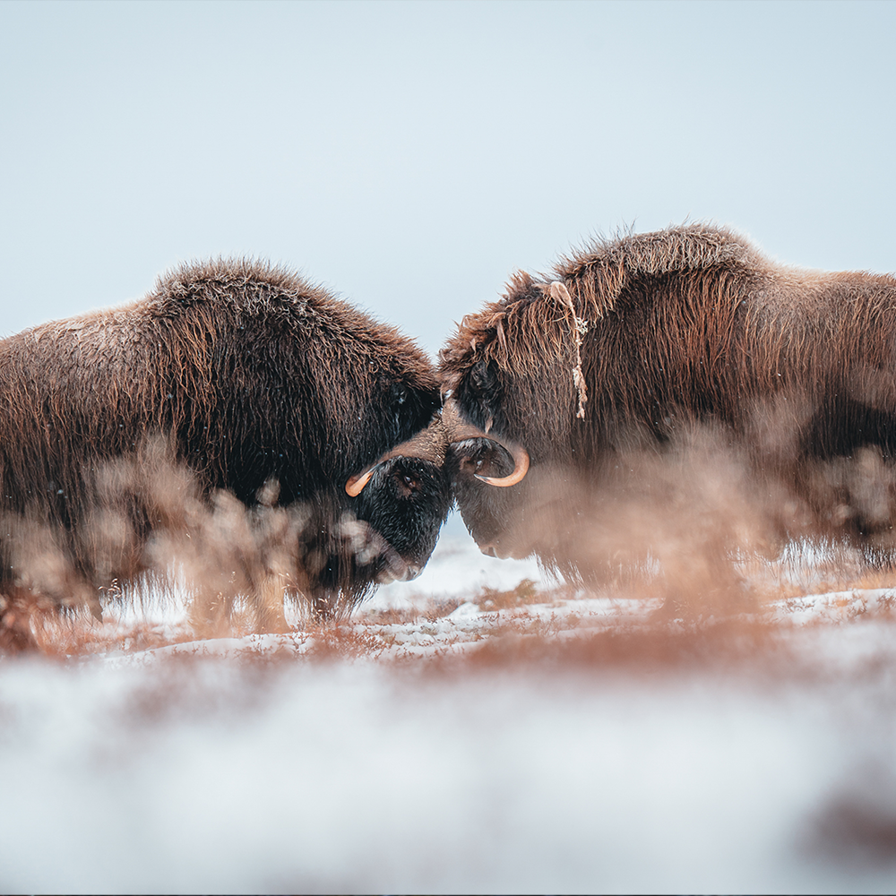 Auf den Spuren der Moschusochsen im Herbst und Winter 