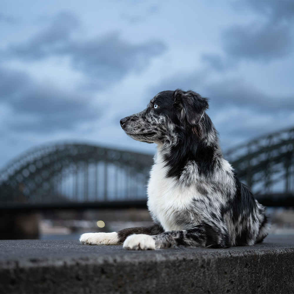 Hundefotografie mit 35mm F1.4 und 20–200mm F3.5–6.3