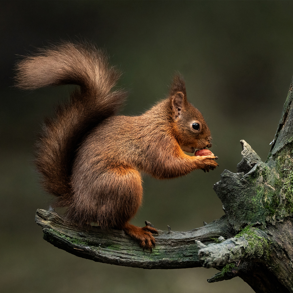 Die 7 besten Sigma-Objektive für Wildlife-Fotografie